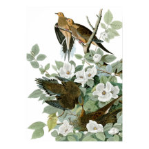 Mourning Dove, John James Audubon Fine Art