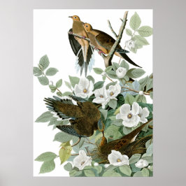 Mourning Dove, John James Audubon Fine Art Poster