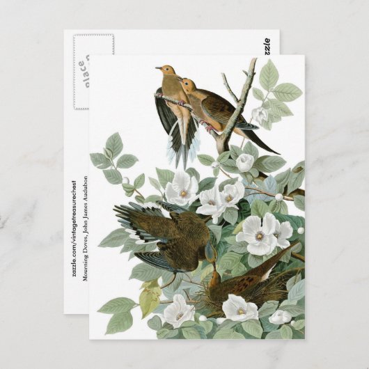 Mourning Dove, John James Audubon Fine Briefkaart (Voorkant / Achterkant)