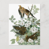 Mourning Dove, John James Audubon Fine Briefkaart (Voorkant)