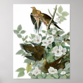 Mourning Dove, John James Audubon Poster (Voorkant)