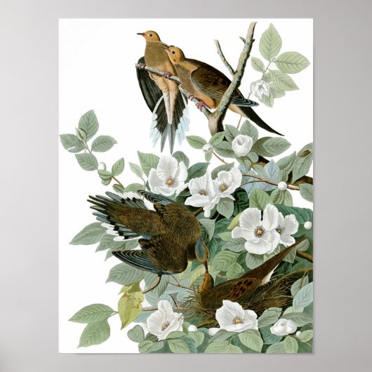 Mourning Dove, John James Audubon Poster (Voorkant)