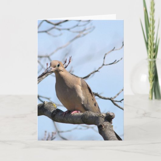 Mourning Dove Kaart (Voorkant)