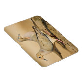 Mourning Dove Magneet (Rechterzijde)