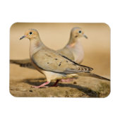 Mourning Dove Magneet (Horizontaal)