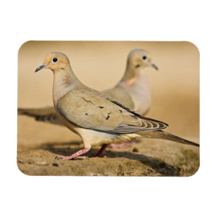 Mourning Dove Magneet