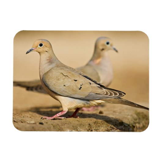 Mourning Dove Magneet (Horizontaal)