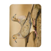 Mourning Dove Magneet (Verticaal)
