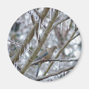 Mourning Dove Magneet