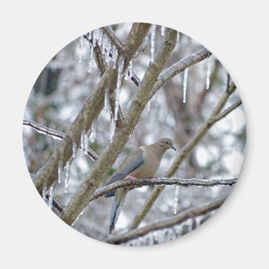 Mourning Dove Magneet (Voorkant)