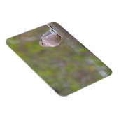 Mourning Dove Magneet (Rechterzijde)