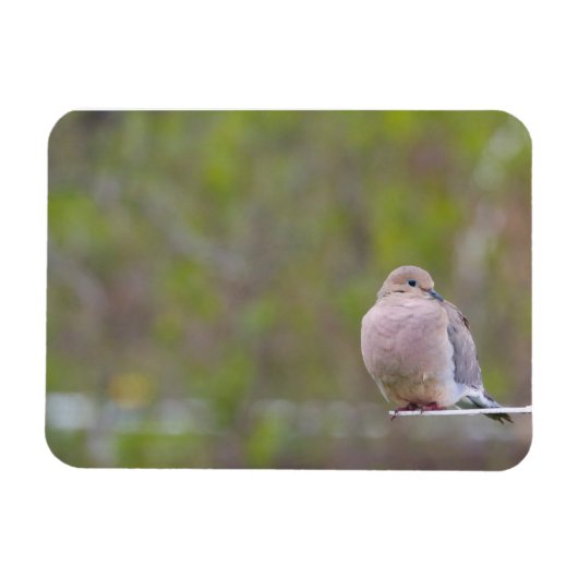 Mourning Dove Magneet (Horizontaal)