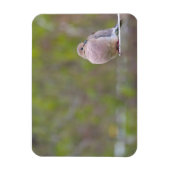 Mourning Dove Magneet (Verticaal)