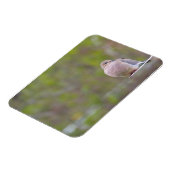 Mourning Dove Magneet (Linkerzijde)