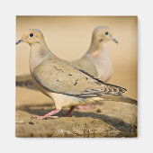Mourning Dove Magneet (Voorkant)