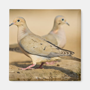 Mourning Dove Magneet