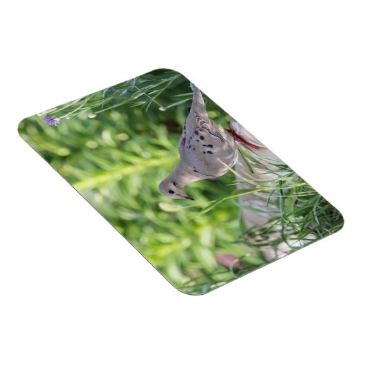 Mourning Dove Magneet (Rechterzijde)
