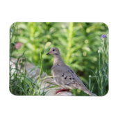 Mourning Dove Magneet (Horizontaal)