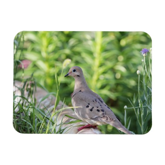 Mourning Dove Magneet (Horizontaal)