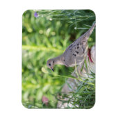 Mourning Dove Magneet (Verticaal)
