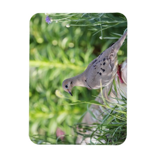 Mourning Dove Magneet (Verticaal)