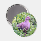 Mourning Dove Magneet (Voorkant / Achterkant)