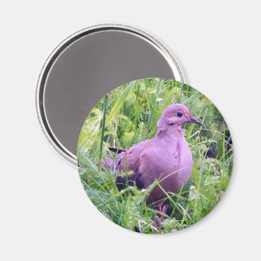 Mourning Dove Magneet (Voorkant / Achterkant)