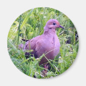 Mourning Dove Magneet (Voorkant)