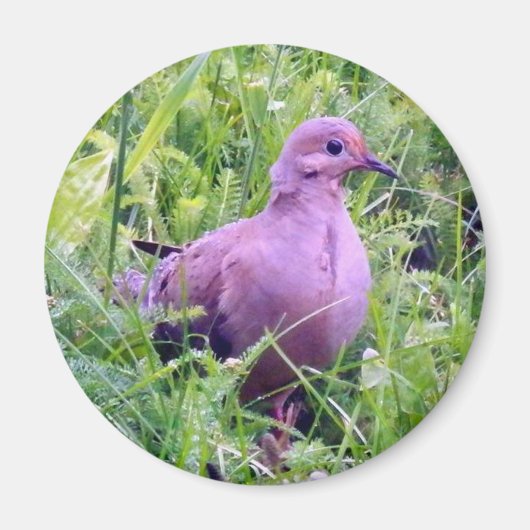 Mourning Dove Magneet (Voorkant)