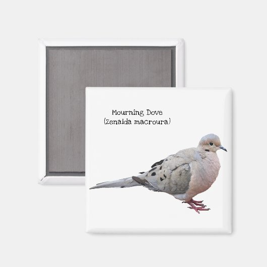 Mourning Dove Magneet (Voorkant / Achterkant)