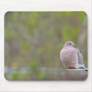 Mourning Dove Muismat