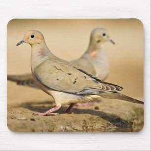 Mourning Dove Muismat
