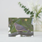 Mourning Dove Photo Briefkaart (Staand voorkant)