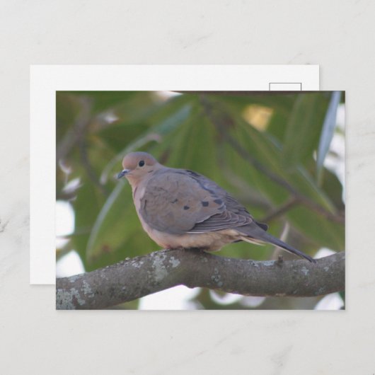 Mourning Dove Photo Briefkaart (Voorkant / Achterkant)