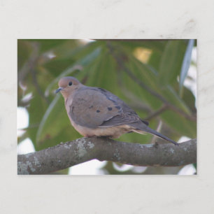 Mourning Dove Photo Briefkaart