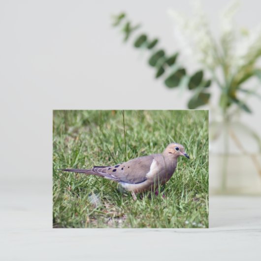 Mourning Dove Photo Briefkaart (Staand voorkant)