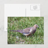 Mourning Dove Photo Briefkaart (Voorkant / Achterkant)