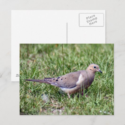Mourning Dove Photo Briefkaart (Voorkant / Achterkant)