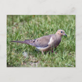 Mourning Dove Photo Briefkaart (Voorkant)