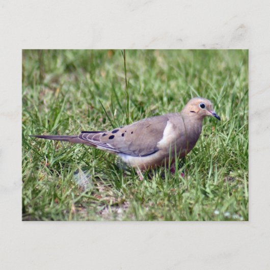 Mourning Dove Photo Briefkaart (Voorkant)