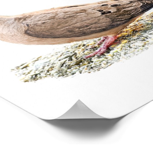 Mourning Dove Poster (Hoek)