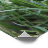 Mourning Dove Poster (Hoek)