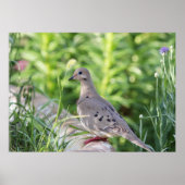 Mourning Dove Poster (Voorkant)