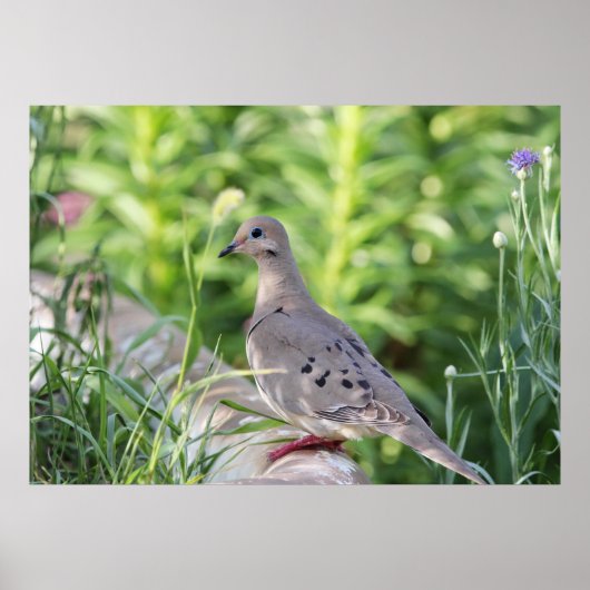 Mourning Dove Poster (Voorkant)