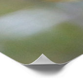 Mourning Dove Poster (Hoek)