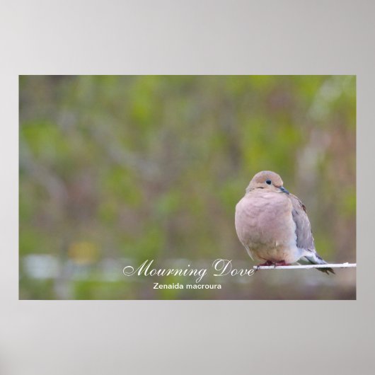 Mourning Dove Poster (Voorkant)