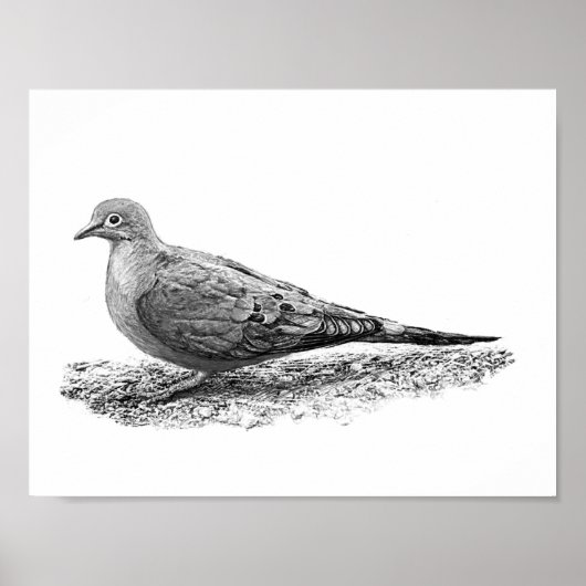 Mourning Dove Poster (Voorkant)