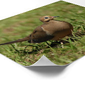 Mourning Dove Poster (Hoek)