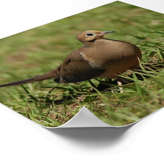 Mourning Dove Poster (Hoek)