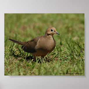 Mourning Dove Poster
